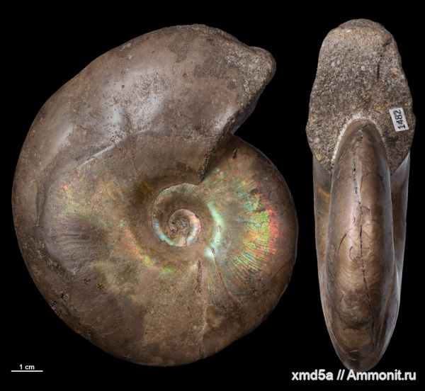 Anadesmoceras, Anadesmoceras vladimirovi