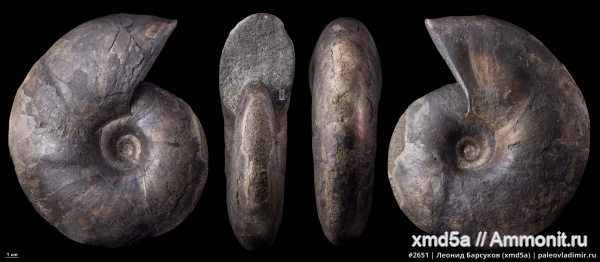 Anadesmoceras, Anadesmoceras vladimirovi