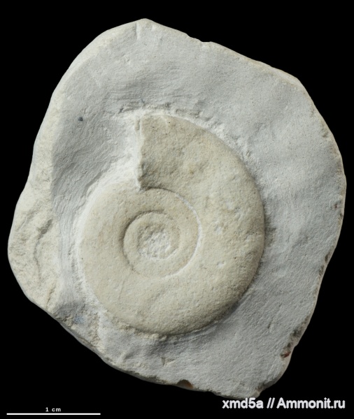 Hauericeras sulcatum, Hauericeras