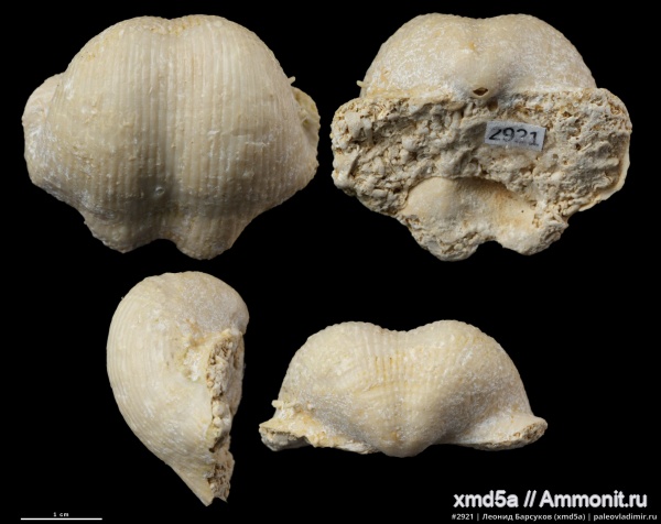 Muirwoodia, Muirwoodia pseudoartiensis