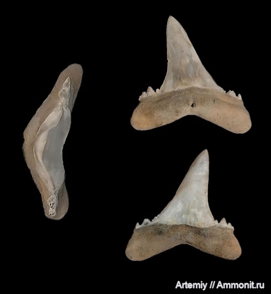 зубы, акулы, Borealotodus, Borealotodus borealis