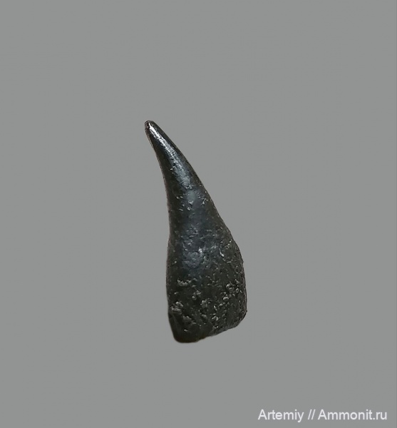 ихтиозавры, зубы, Ophthalmosauridae, Nannopterygius