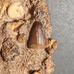 Tadzhikosuchus macrodentis