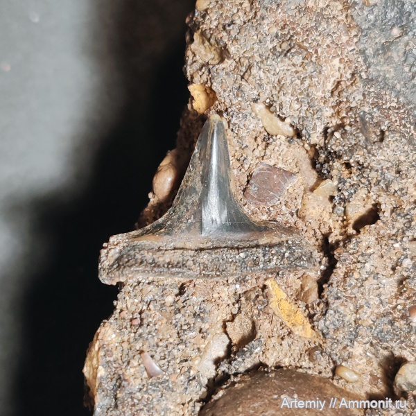 зубы, хрящевые рыбы, Hybodontidae, Hybodontiformes, Meristodonoides, гибодонты