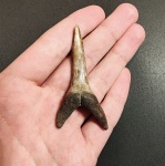 Звезда коллекции