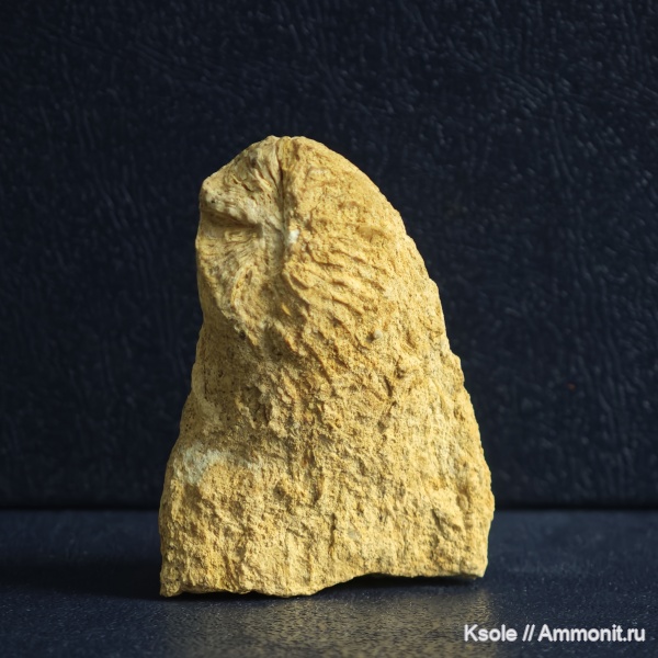 кораллы, одиночные кораллы, гжельский карбон