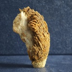 Одиночный коралл