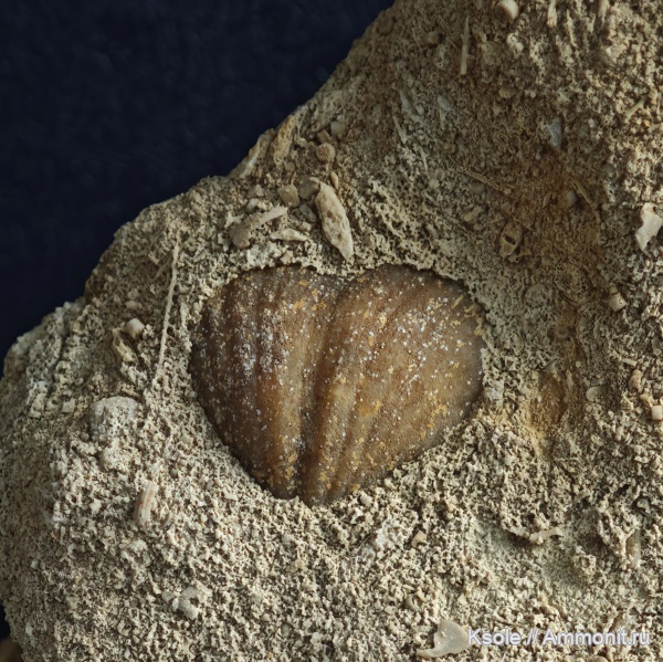 брахиоподы, гжельский карбон, гжельский стратотип