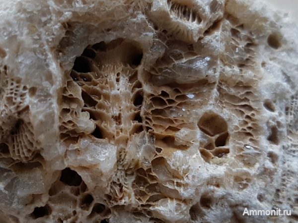 карбон, кораллы, каменноугольный период, Подмосковье, Actinocyathus