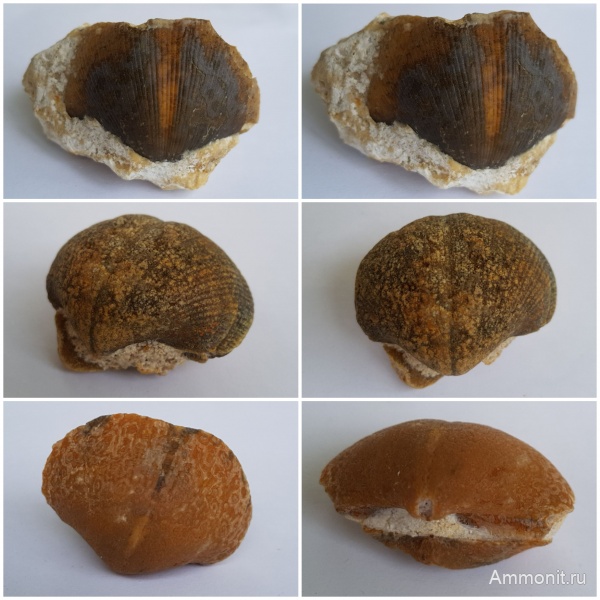 брахиоподы, карбон, Choristites, каменноугольный период, Choristites mosquensis, створки