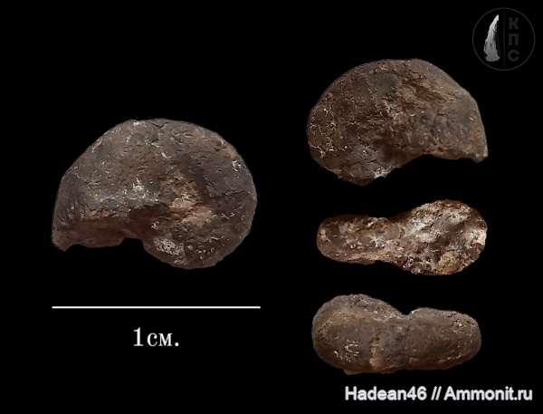 аммониты, берриас, Крым, Ammonites, Ptychophylloceras, Phylloceratidae