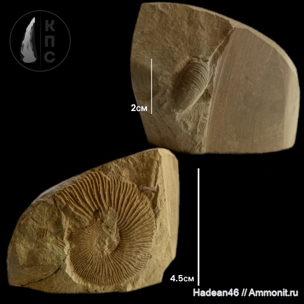 аммониты, берриас, Крым, Ammonites, Lytoceras, Lytoceratidae, Pseudosubplanites, Pseudosubplanites subrichteri, КПС