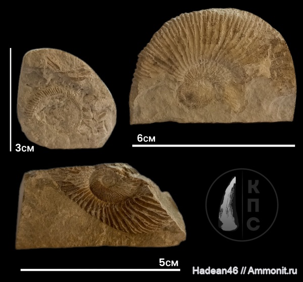 аммониты, берриас, Крым, Ammonites, Pseudosubplanites, Pseudosubplanites subrichteri, КПС