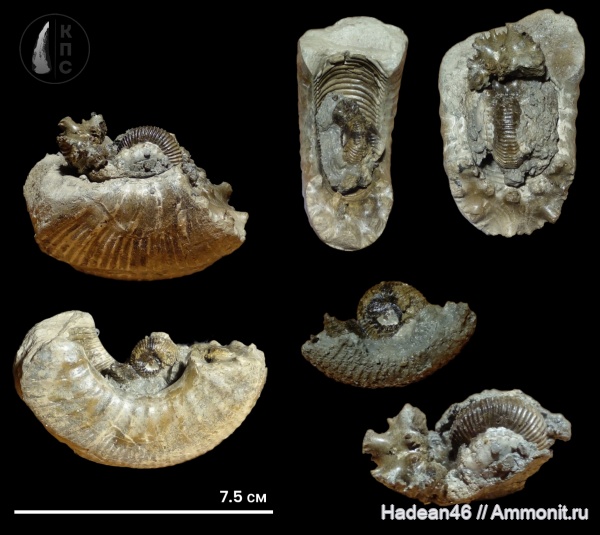 аммониты, Gowericeras, Курская область, михайловский гок, КПС, koenigi, Gowericeras gowerianum