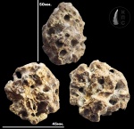 Etheridgia sp. Etheridgia sp.