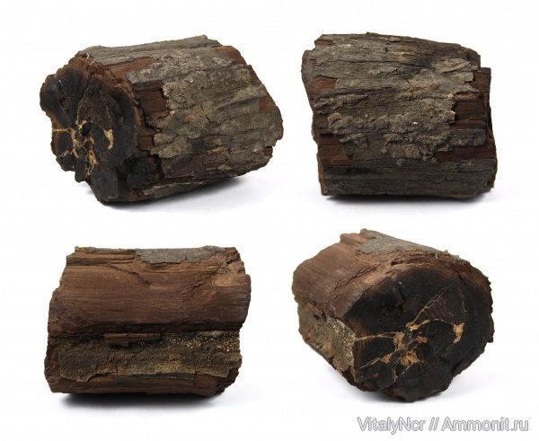древесина, окаменевшая древесина, ископаемая древесина