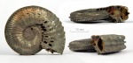Интересный Amoeboceras (cf. koldeweyense?) из зоны serratum