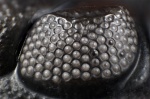 Глаз трилобита Boeckops stelcki