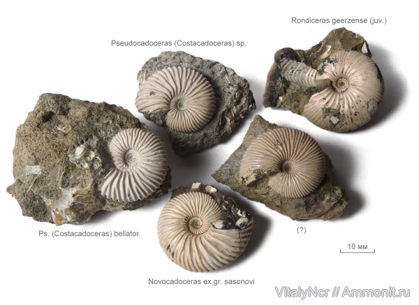 Pseudocadoceras, Rondiceras, Cadoceratinae, Cardioceratidae, Novocadoceras, Costacadoceras