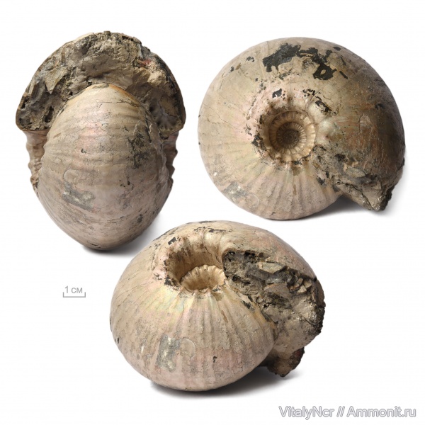 Cadochamoussetia, Cadoceratinae, Cardioceratidae, Cadochamoussetia surensis
