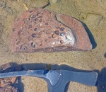 Песчаник с полостями двустворок