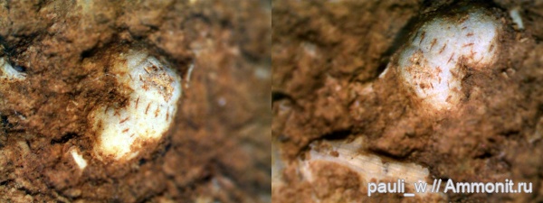 карбон, Гжель, фораминиферы, Foraminifera, микрофоссилии