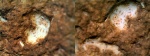 Foraminifera из Гжели