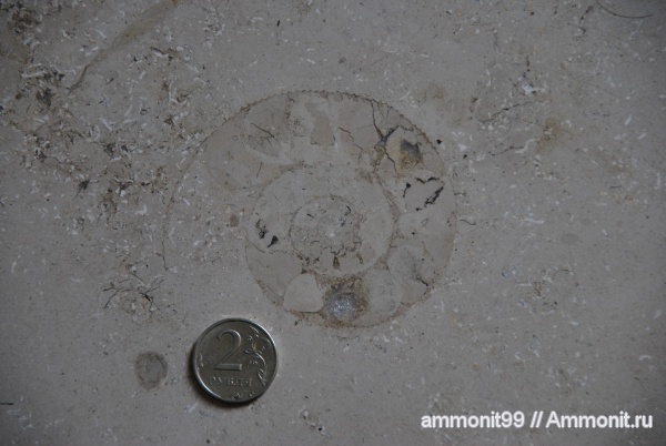 аммониты, Германия, головоногие моллюски, Ammonites, окаменелости в интерьере, баварский известняк, баварский мрамор