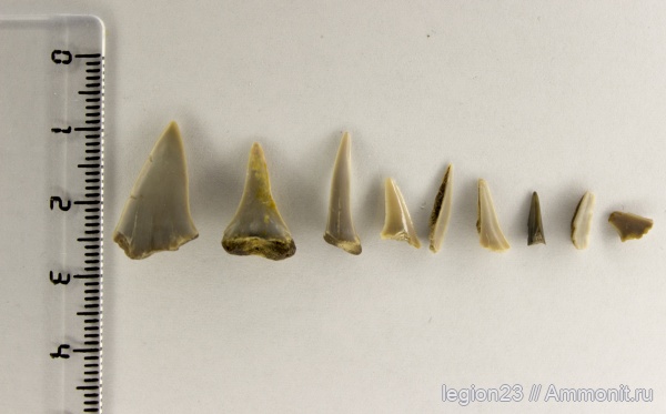 мел, акулы, Самарская область, зубы акул