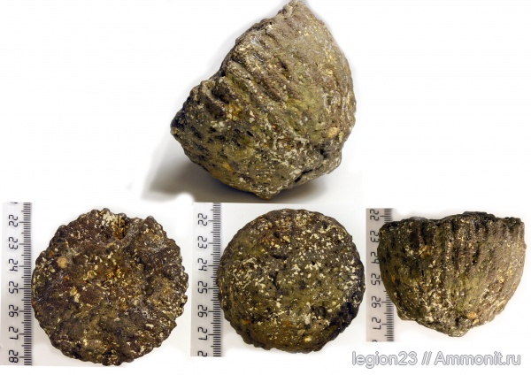 мел, губки, Самарская область, Cephalites