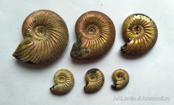 аммониты, юра, келловей, Quenstedtoceras, Дубки, Саратовская область, Ammonites, Callovian, Jurassic