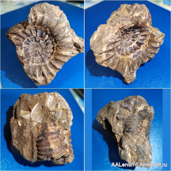 аммониты, юра, Epivirgatites, Epivirgatites lahuseni, Ammonites, Сызрань, Кубра