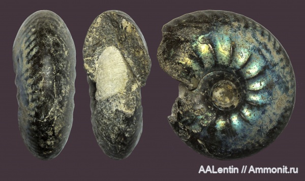 аммониты, юра, Garniericeras, Самарская область, Ammonites, Craspedites subditus, Новая рачейка