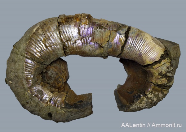гетероморфные аммониты, Audouliceras, нижний апт, heteromorph ammonites
