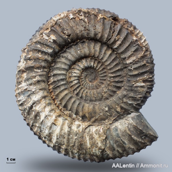 аммониты, мел, Ульяновская область, Speetoniceras, Speetoniceras versicolor, Ammonites, Городищи-Ундоры