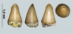 Зуб рыбы Caturus