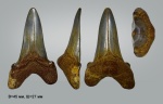 Большой зуб акулы Otodus