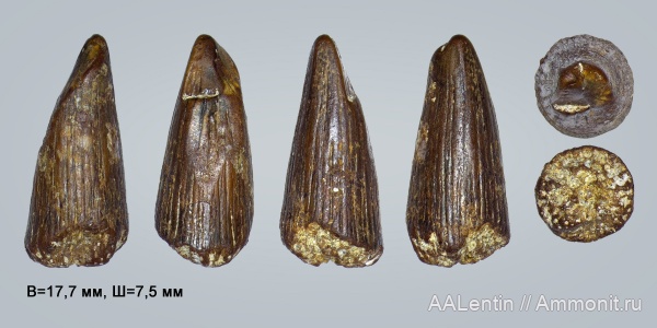 триас, амфибии, зубы, Волгоградская область, нижний триас, Triassic, зубы амфибий, teeth