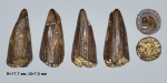 Крупный зуб амфибии