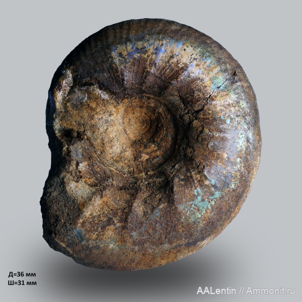 аммониты, юра, Kachpurites, Самарская область, Kachpurites fulgens, Ammonites, Jurassic, Новая рачейка