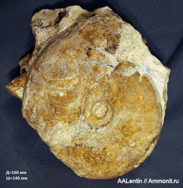 аммониты, юра, Самарская область, Craspedites, Craspedites okensis, Ammonites, Jurassic, Новая рачейка