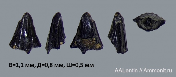 келловей, Самарская область, зубы рыб, Алексеевский район, Callovian, Jurassic, Middle Jurassic, fish teeth