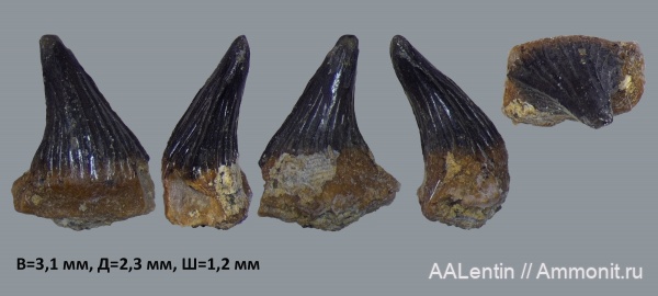 келловей, Самарская область, зубы акул, Paraorthacodus, Hybodontiformes, Алексеевский район, Callovian, Jurassic, Middle Jurassic, fish teeth