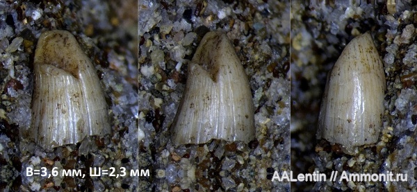 триас, амфибии, зубы, Самарская область, нижний триас, Triassic, зубы амфибий, teeth