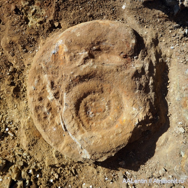 аммониты, келловей, Самарская область, Ammonites, Алексеевский район, Callovian, Jurassic, Middle Jurassic