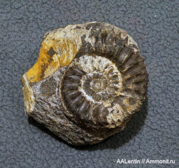 аммониты, юра, Cardioceras, Самарская область, Cardioceratidae, Ammonites, Алексеевский район, Jurassic