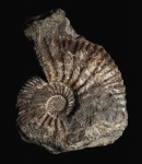 Аммонит Taimyrosphinctes sp.