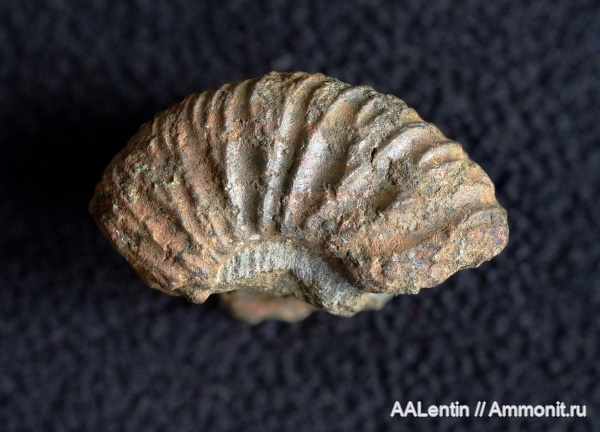 аммониты, юра, Zaraiskites, Самарская область, Заводское обнажение