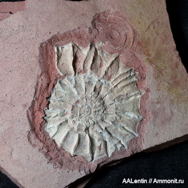 аммониты, юрский период, волжский ярус, Самарская область, Acuticostites, Berlieria, зона Dorsoplanites panderi, Яблоновый овраг, Berlieria maeotis