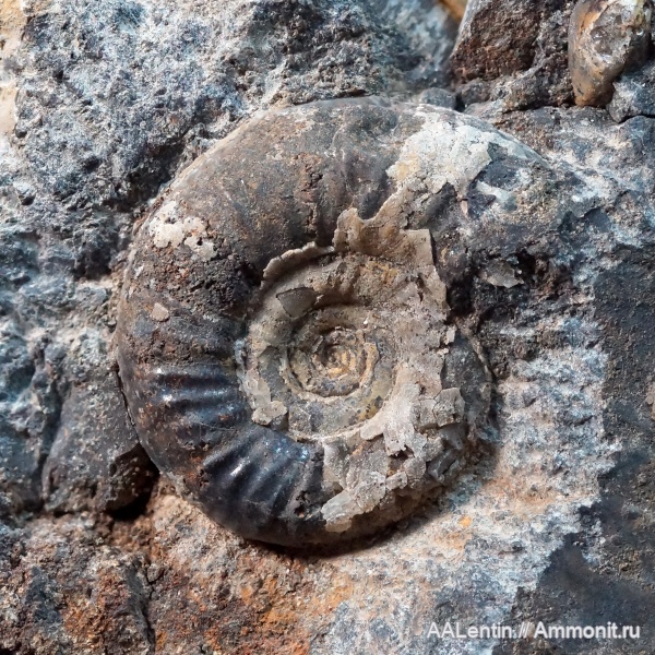 аммониты, юра, келловей, Самарская область, Алексеевский район, Pericphinctidae